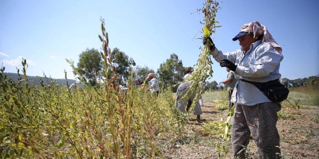 ‘Deli Memet’ esiyor, getirdiği iyot aromasını kazandırıyor! Hem makine hem el gücü: Bu hasat üreticiyi mutlu ediyor 6